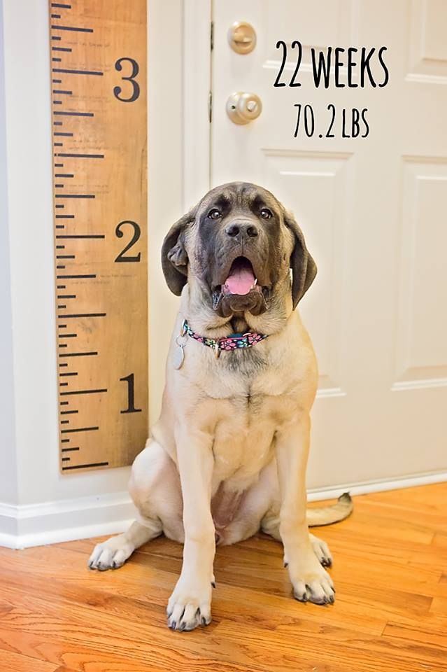 Skye Our Female English Mastiff Growth Chart Page 2 Mastiff Forum